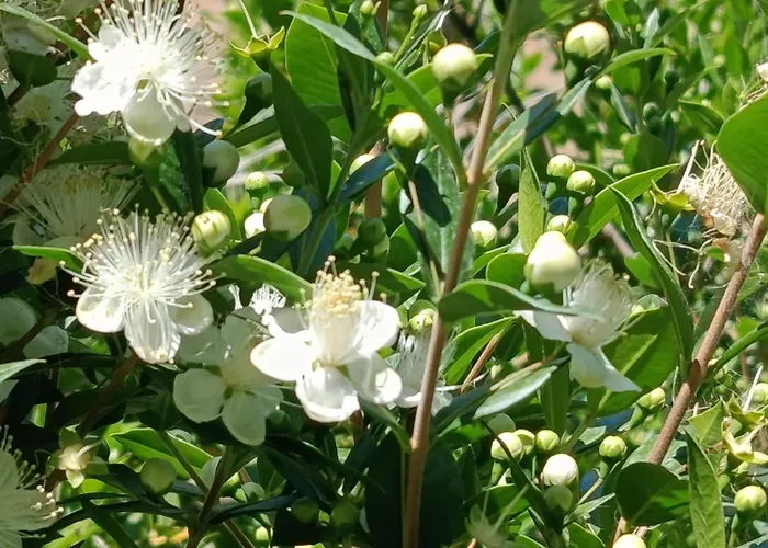 Sa Costera